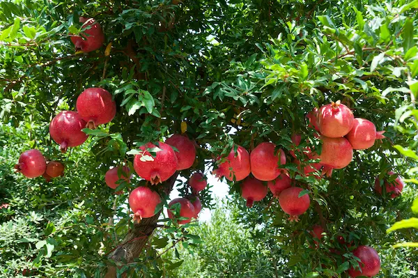 pomegranate tree view with many red pomegranates